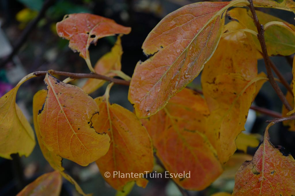 Diospyros ‘Nikita’s Gift’