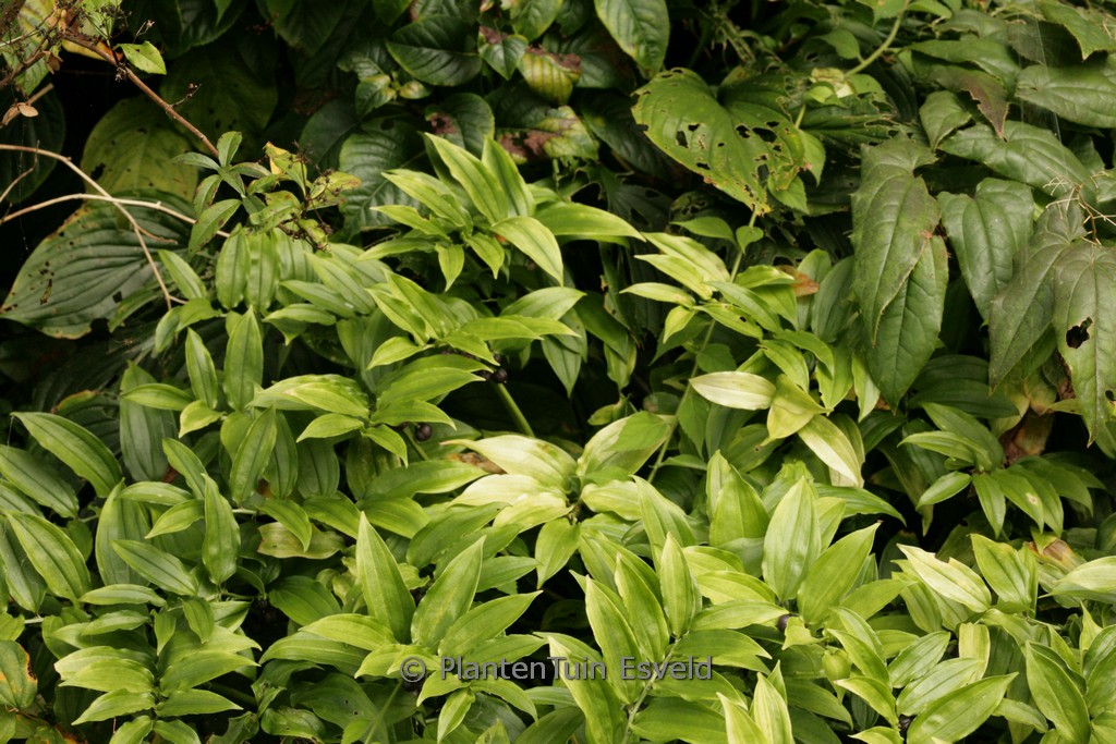 Disporopsis aspera