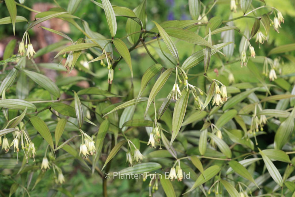 Disporum cantoniense ‘Night Heron’