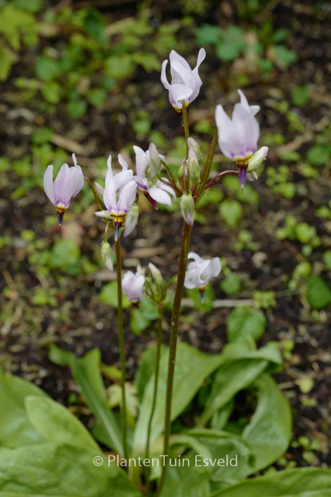 Dodecatheon jeffreyi