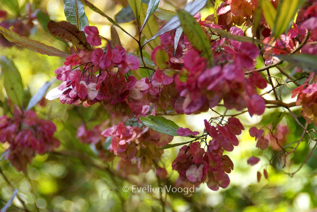 Dodonaea viscosa ‘Purpurea’