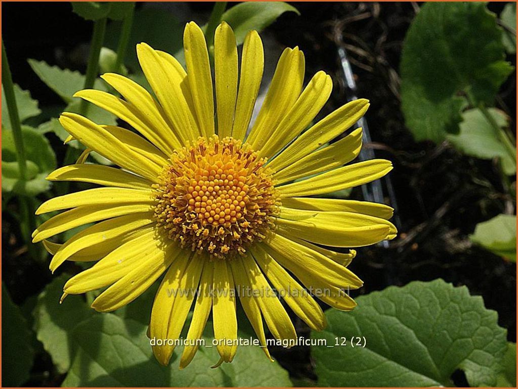 Doronicum orientale ‘Magnificum’