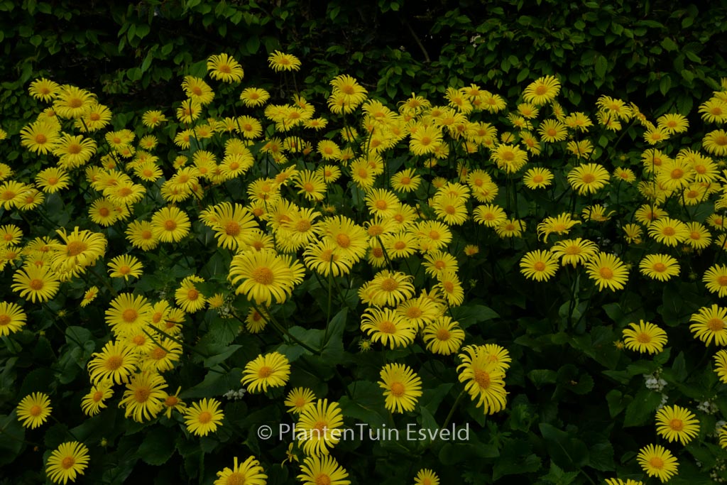 Doronicum orientale