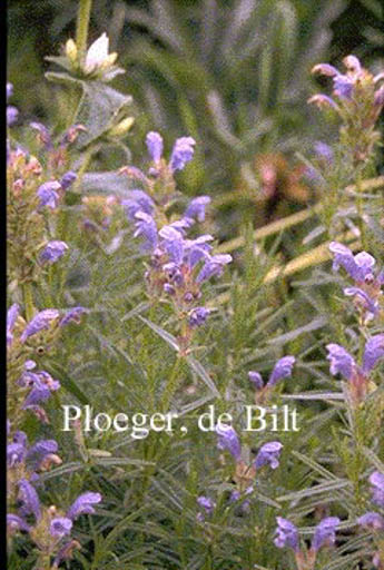 Dracocephalum ruyschiana