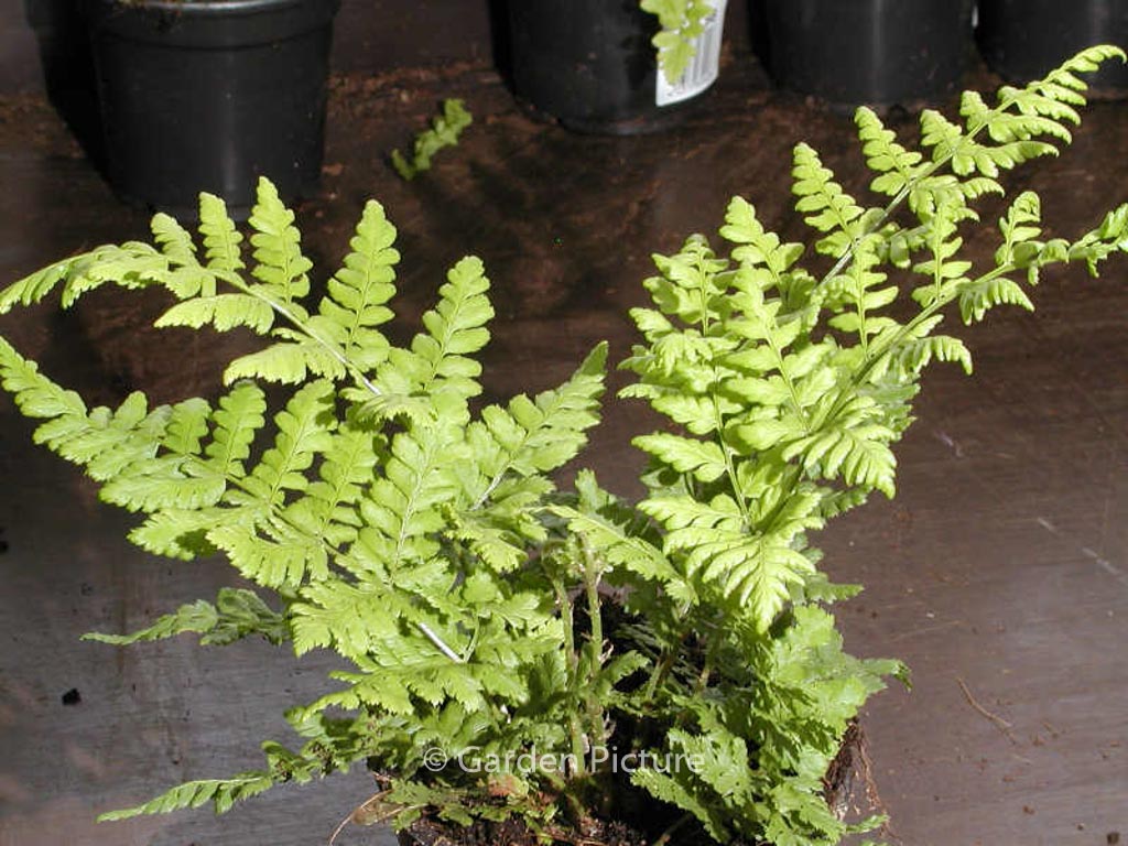 Dryopteris carthusiana