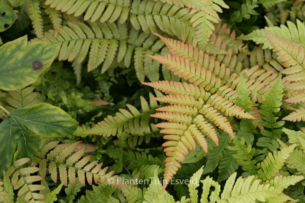 Dryopteris erythrosora ‘Brilliance’