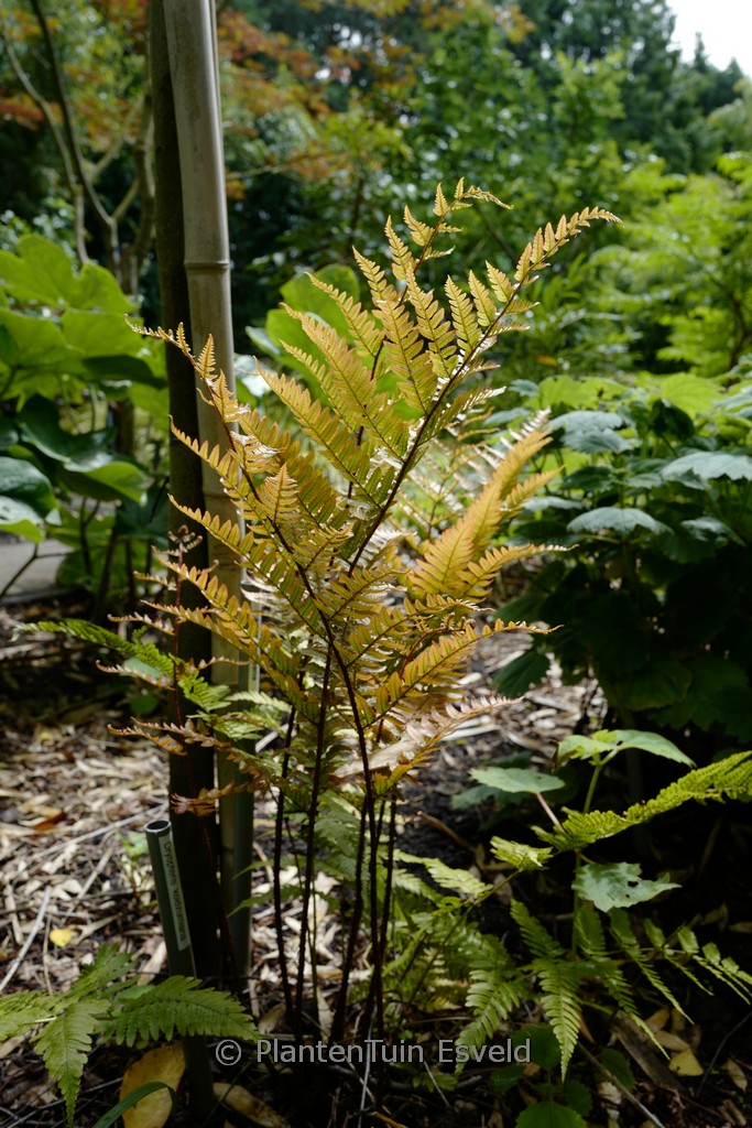 Dryopteris koidzumiana
