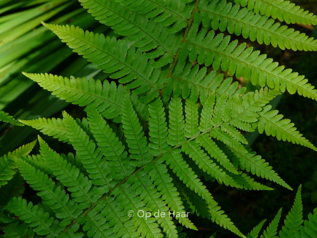Dryopteris marginalis