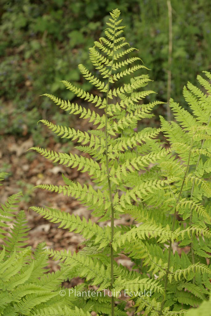 Dryopteris stewartii