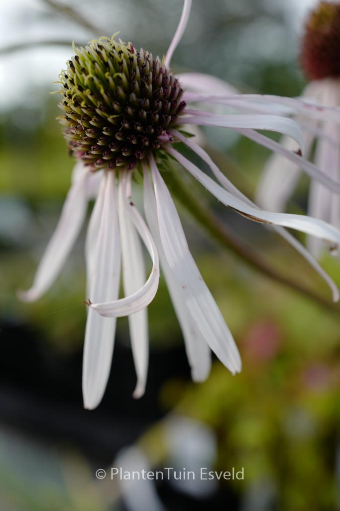 Echinacea pallida ‘Hula Dancer’