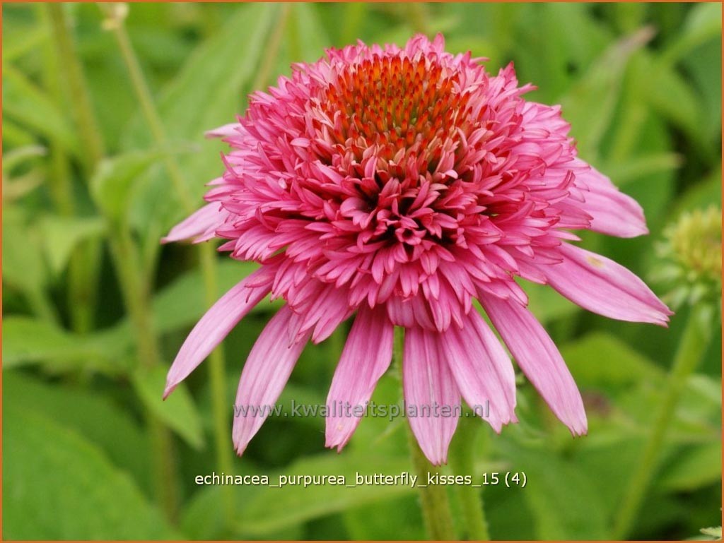Echinacea purpurea ‘Butterfly Kisses’