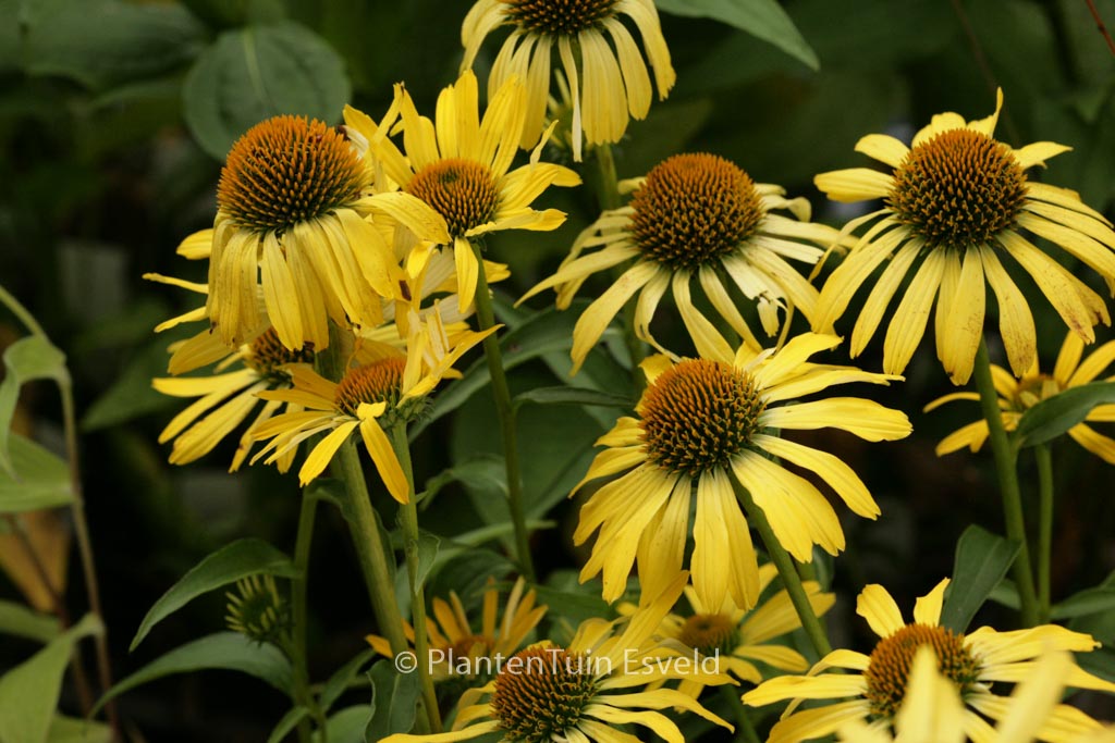 Echinacea purpurea ‘Cleopatra’