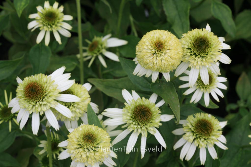 Echinacea purpurea ‘Coconut Lime’