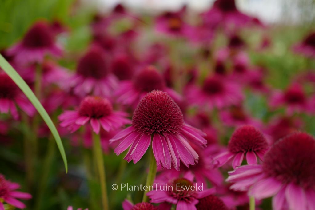 Echinacea purpurea ‘Delicious Candy’