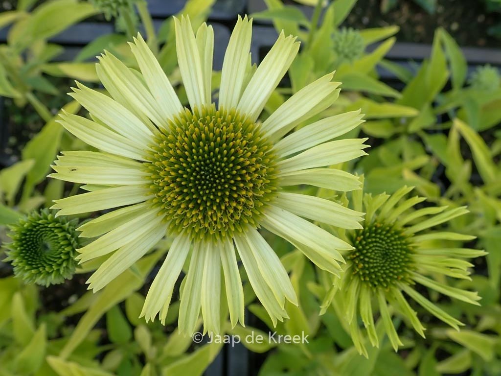 Echinacea purpurea ‘Green Jewel’