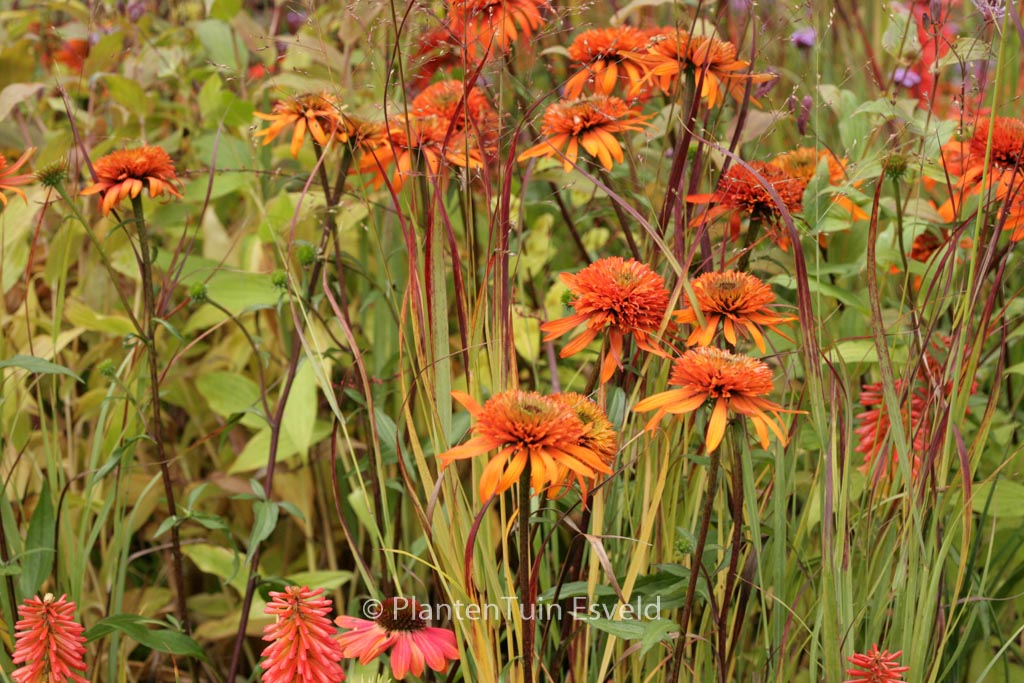 Echinacea purpurea ‘Irresistible’