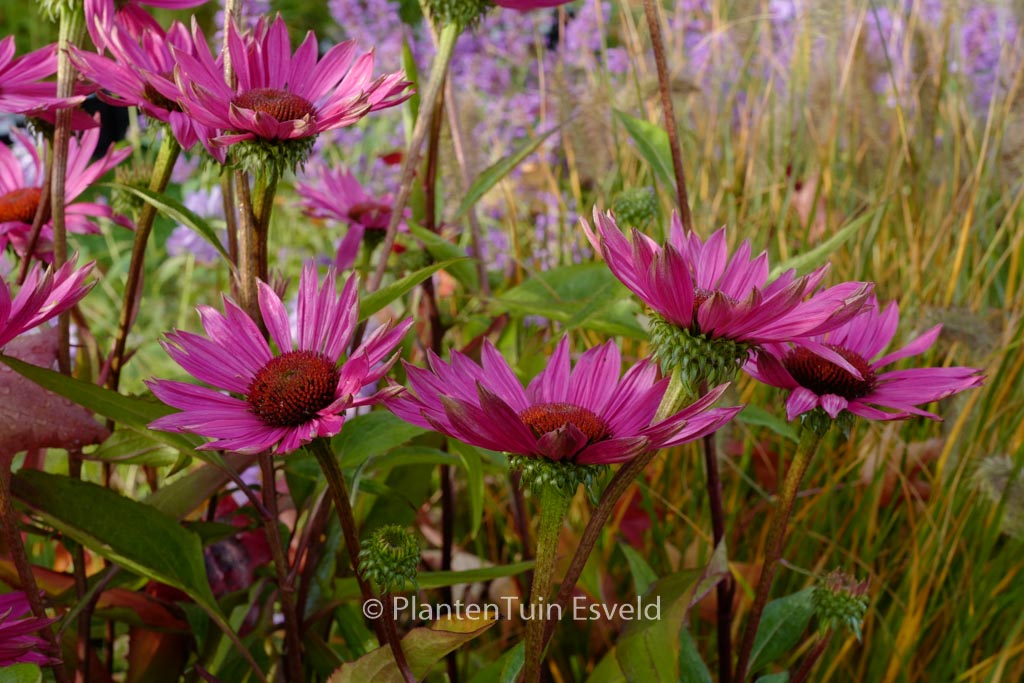 Echinacea purpurea ‘JS Robin Hood’