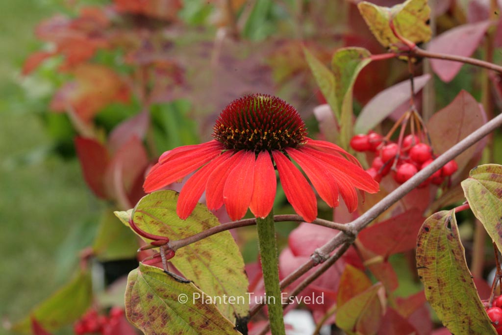 Echinacea purpurea ‘Julia’