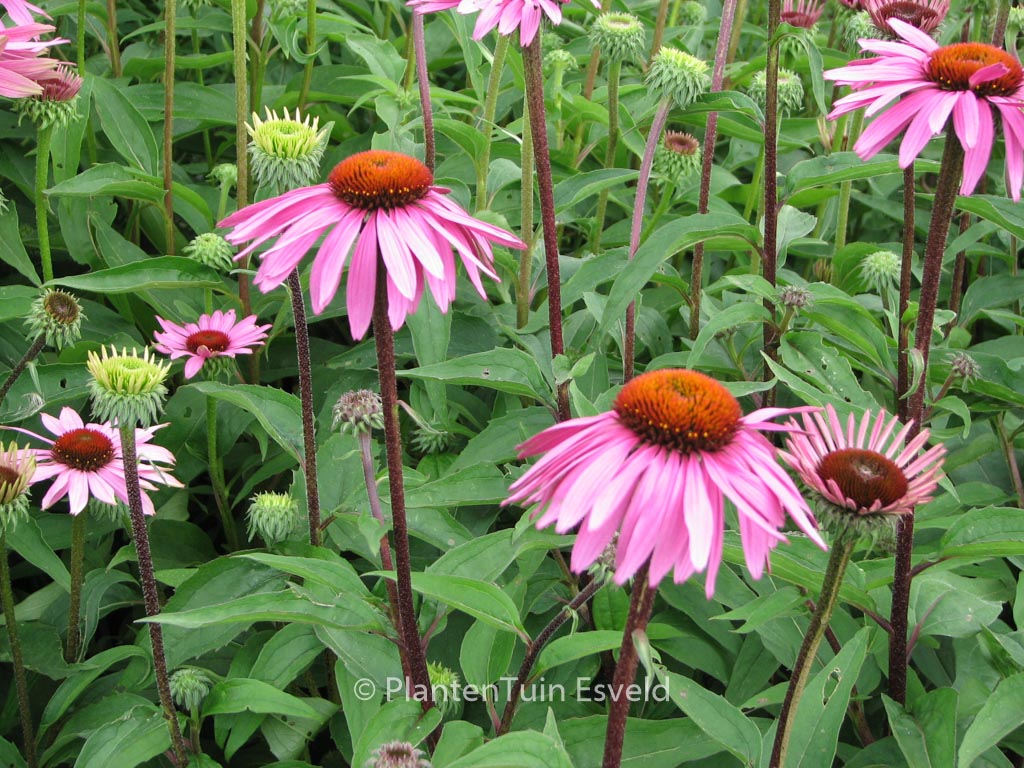 Echinacea purpurea ‘Magnus’
