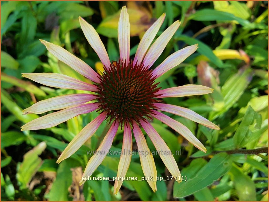 Echinacea purpurea ‘Pink Tip’