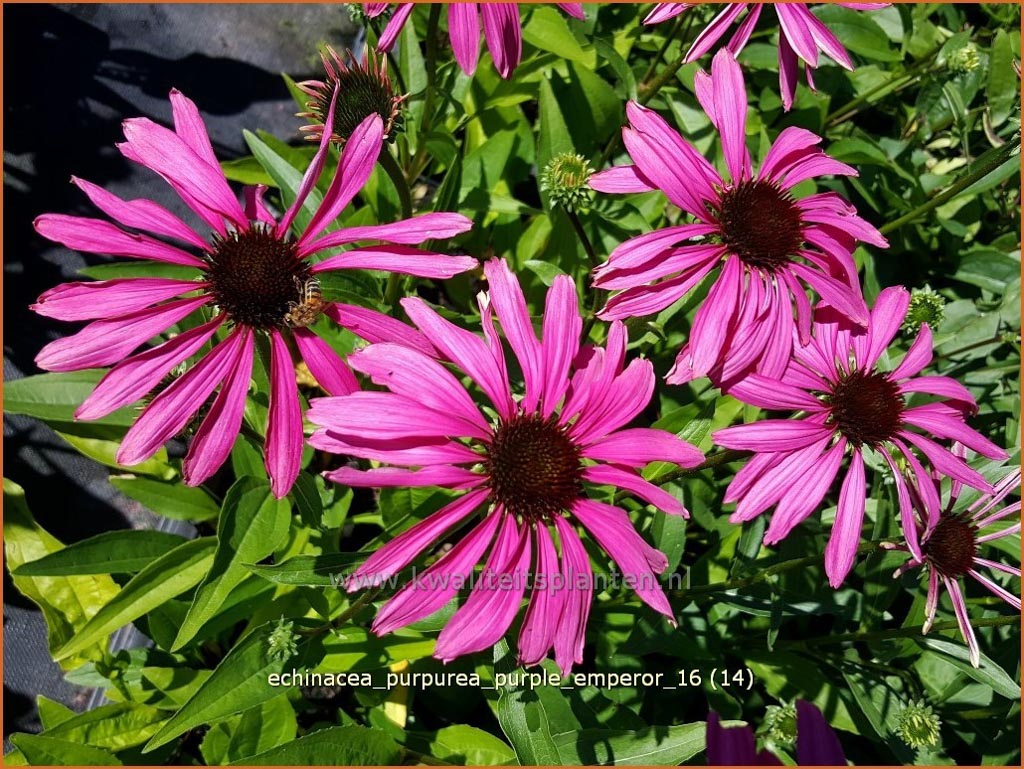 Echinacea purpurea ‘Purple Emperor’