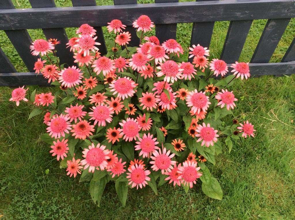 Echinacea purpurea ‘Raspberry Truffle’