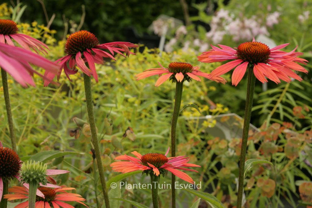 Echinacea purpurea ‘Summer Cocktail’