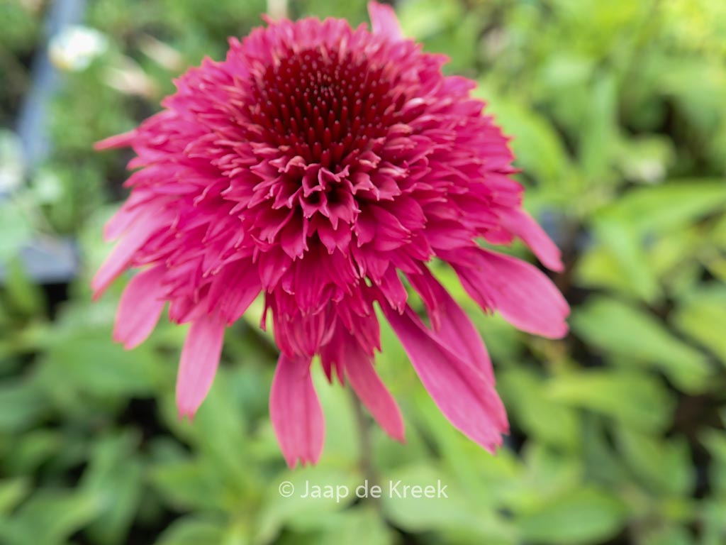 Echinacea purpurea ‘Supreme Elegance’