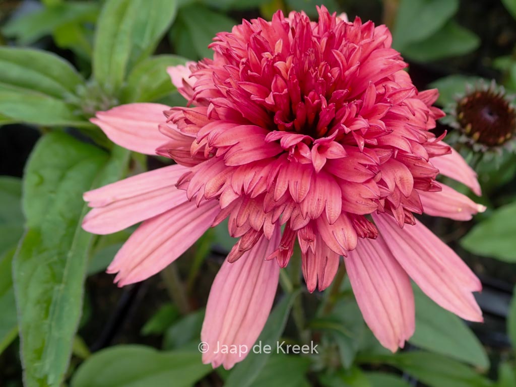 Echinacea purpurea ‘Supreme Flamingo’