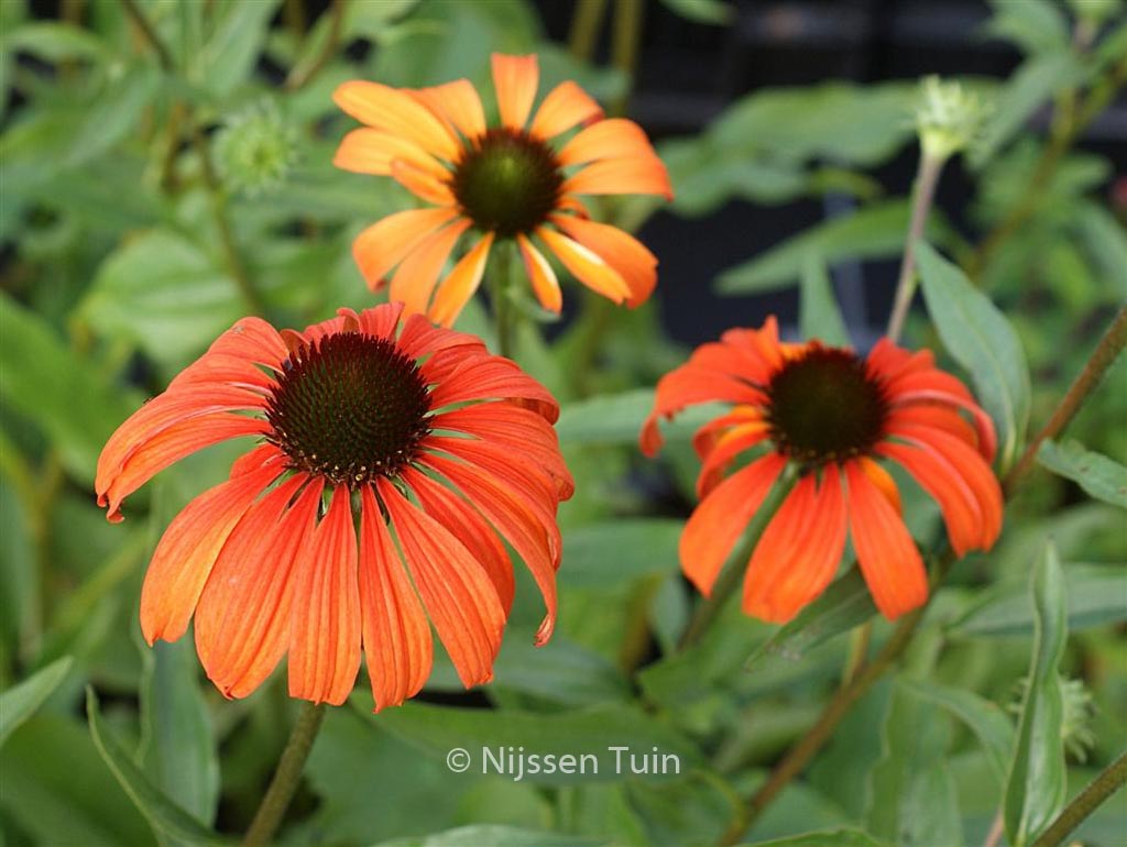 Echinacea purpurea ‘Tangerine Dream’
