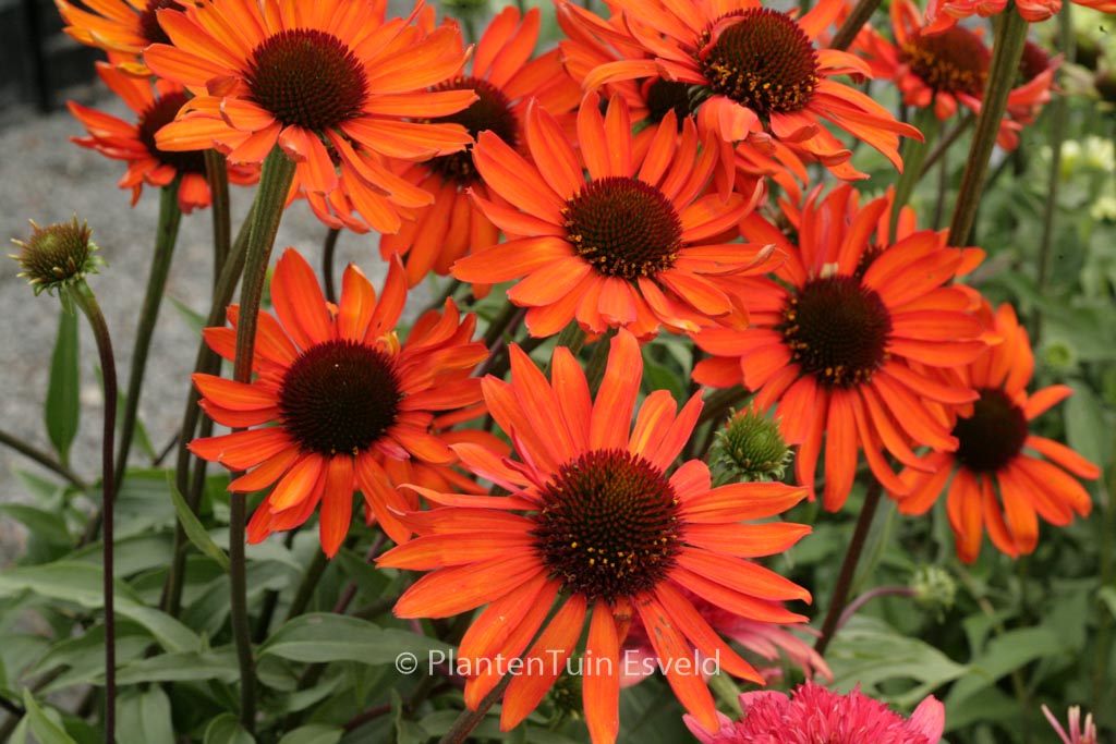 Echinacea purpurea ‘Tiki Torch’