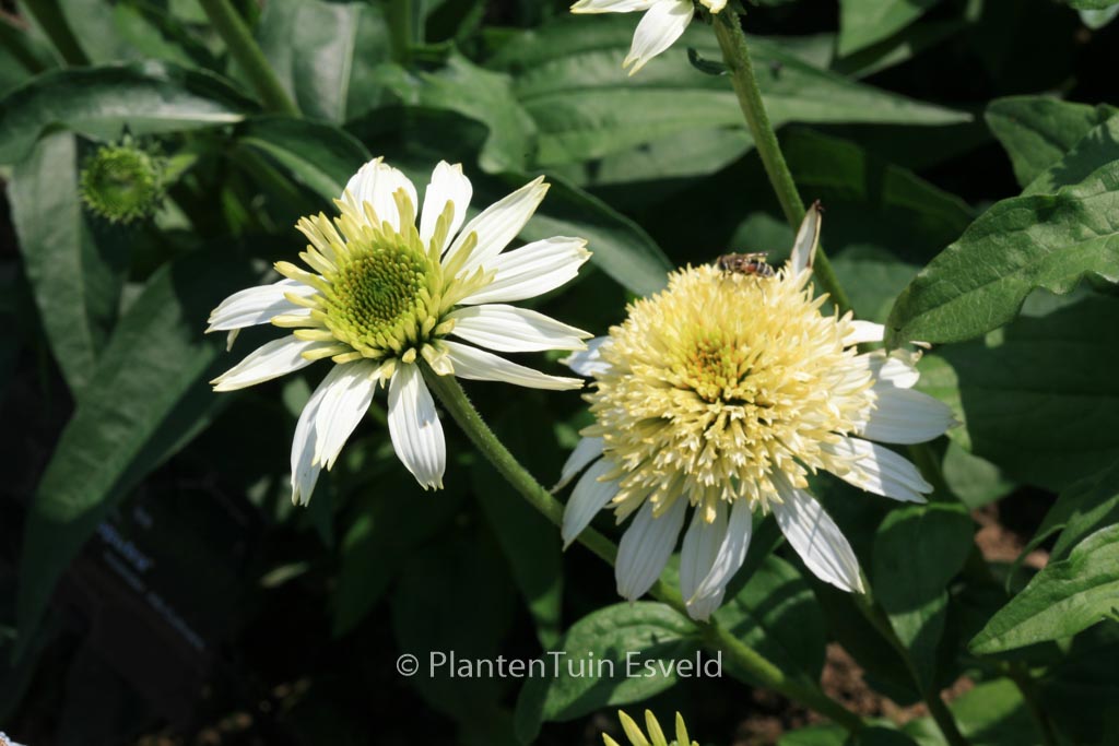Echinacea purpurea ‘White Double Delight’