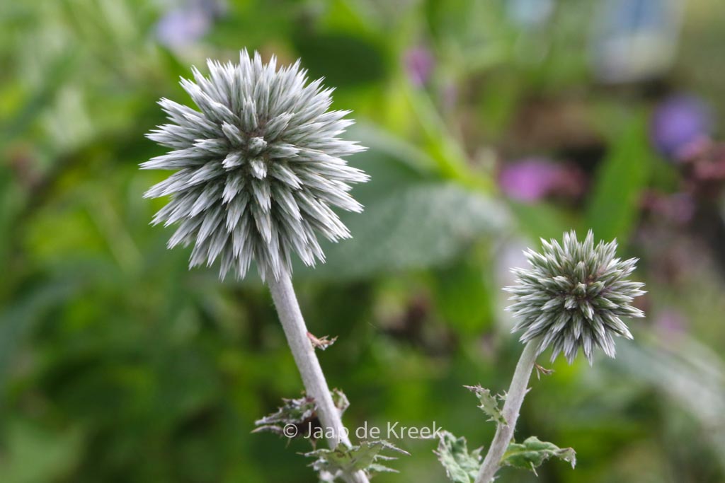 Echinops bannaticus ‘Star Frost’