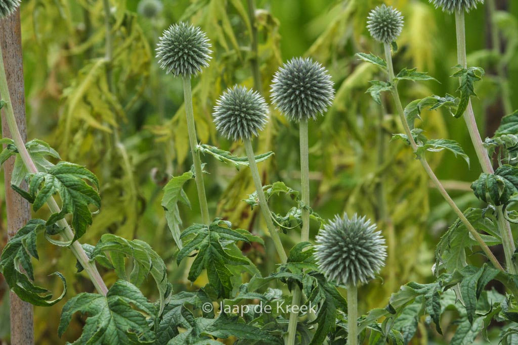 Echinops ritro