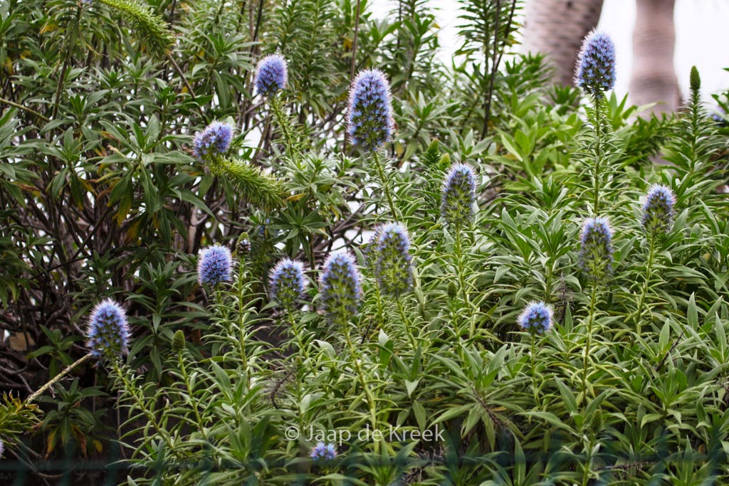 Echium candicans