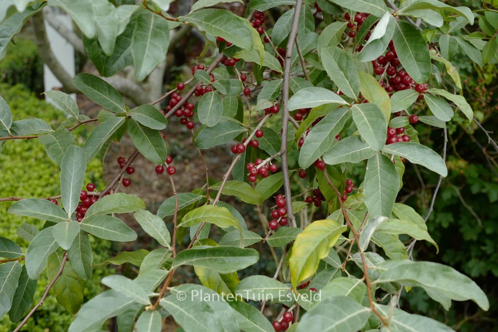 Elaeagnus angustifolia