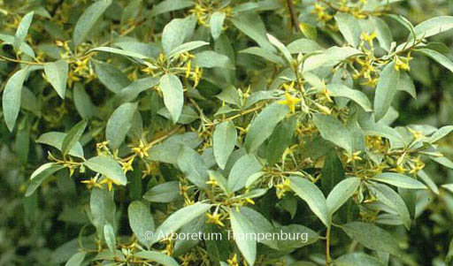 Elaeagnus commutata