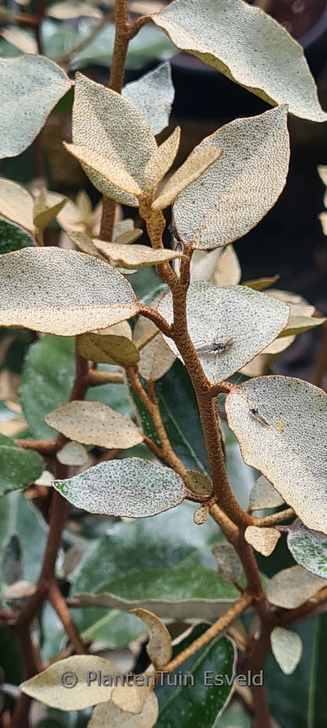 Elaeagnus ebbingei ‘Compacta’