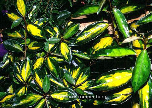 Elaeagnus ebbingei ‘Limelight’