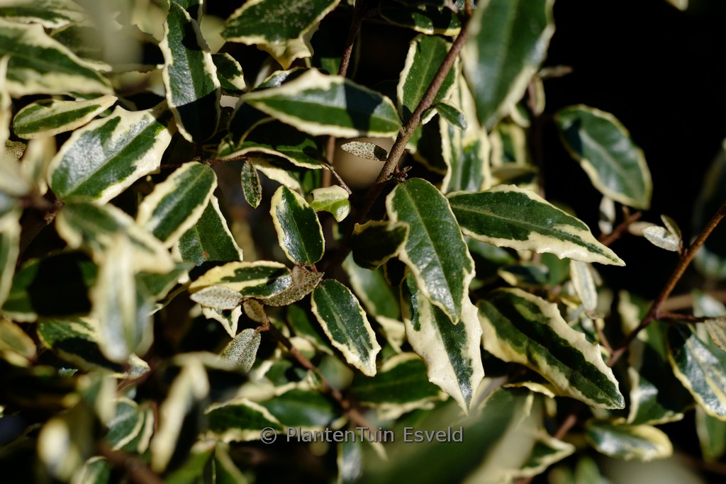 Elaeagnus pungens ‘Hosuba fukurin’