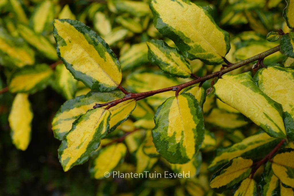 Elaeagnus pungens ‘Maculata’