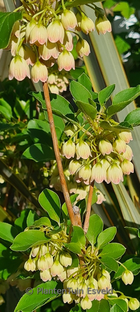 Enkianthus campanulatus ‘JWW10’ (PRETTYCOAT)