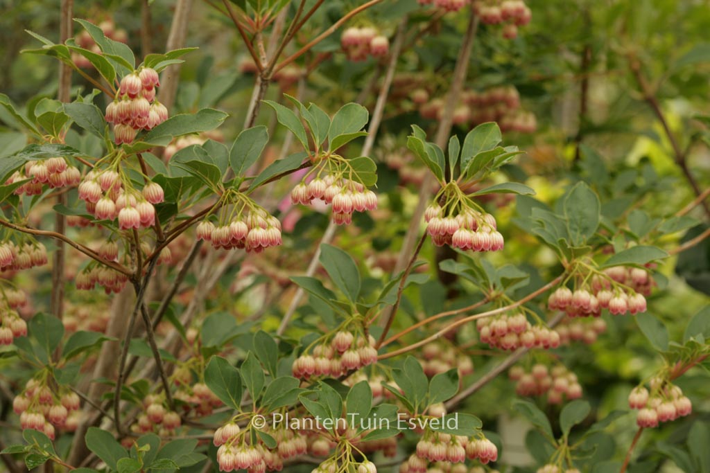 Enkianthus campanulatus ‘Princeton Red Bells’
