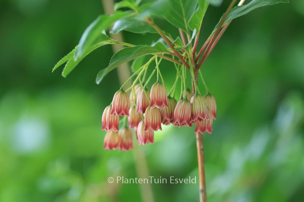 Enkianthus campanulatus ‘Red Velvet’