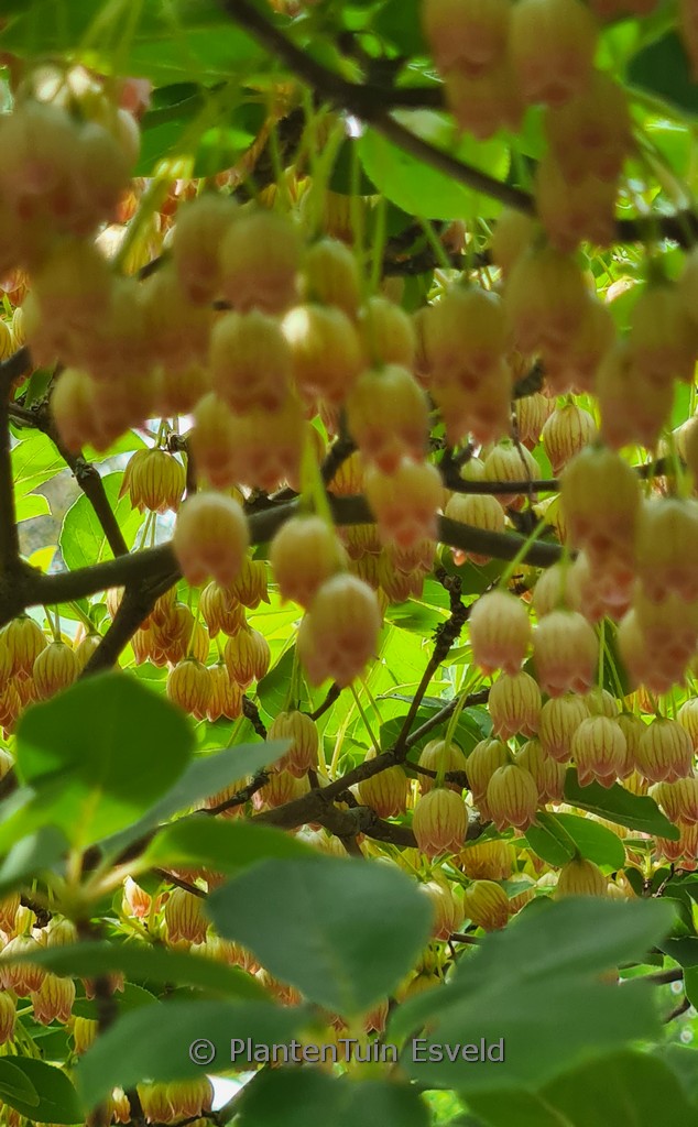Enkianthus campanulatus ‘Vesta’