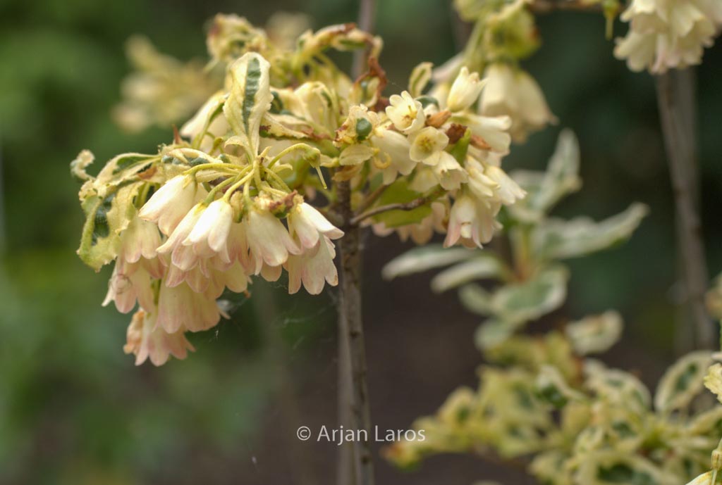 Enkianthus campanulatus ‘White Elegans’