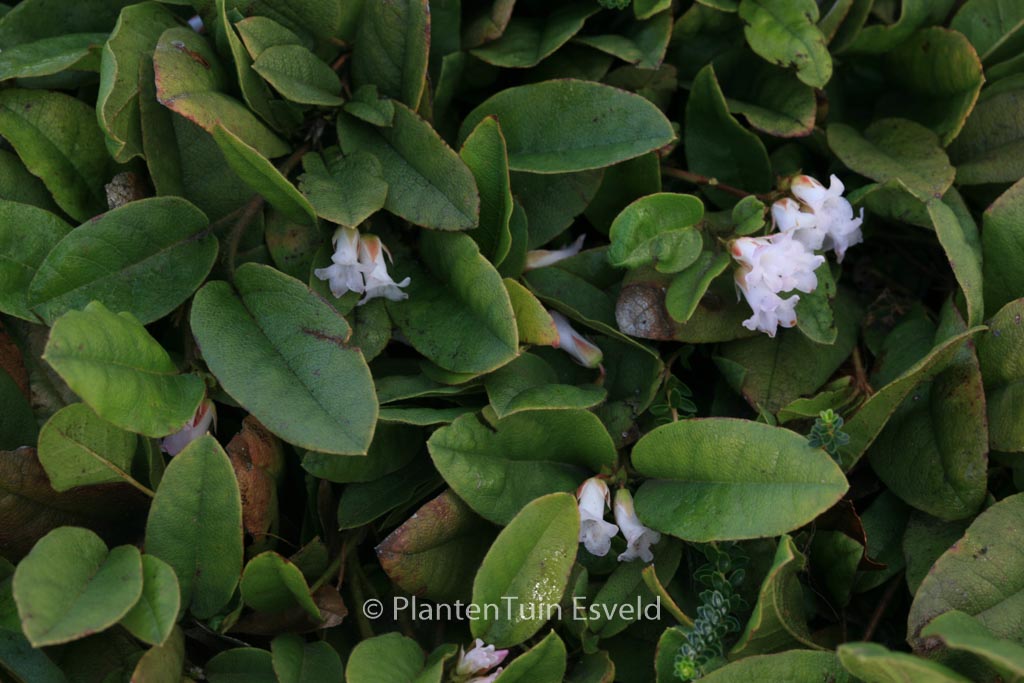 Epigaea repens
