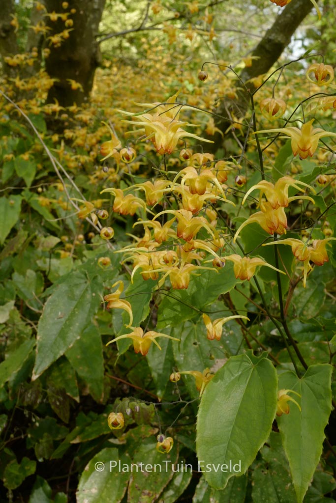 Epimedium ‘Amber Queen’