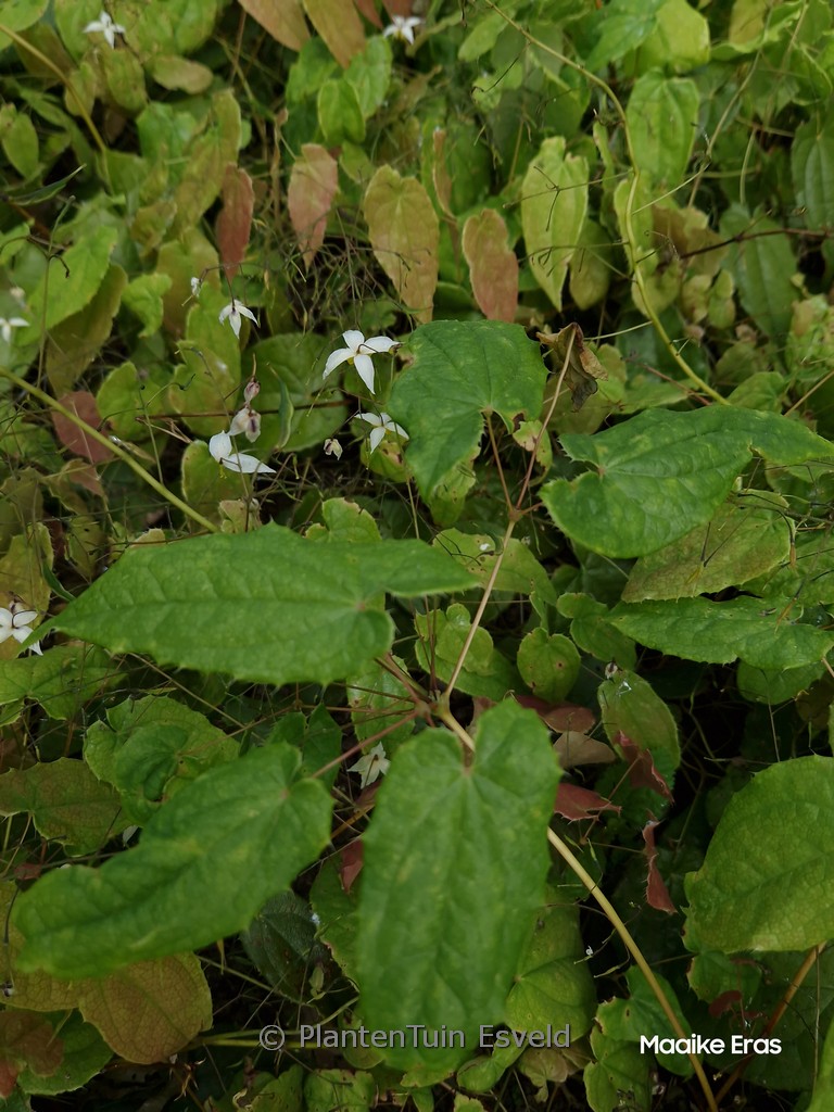 Epimedium ‘Mandarin Star’