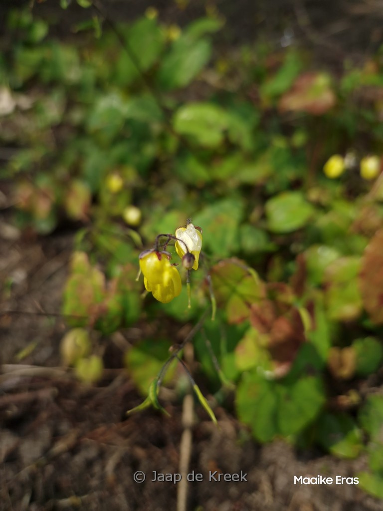Epimedium ‘Sunny and Share’